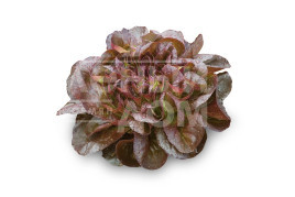 Насіння салату Гоген / Gaugin купити оптом і в роздріб в Україні за вигідною ціною