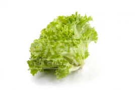 Семена салата Эксплор / Explore купить оптом и в розницу в Украине по выгодной цене