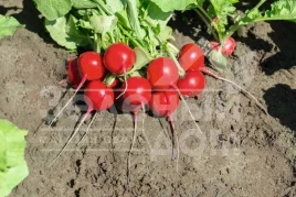 Семена редиса Роксан F1 / Roxanne F1,25-30 дней купить оптом и в розницу в Украине по выгодной цене