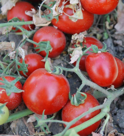 Насіння томатів Бінго F1 / Bingo F1,100-105 днів купити оптом і в роздріб в Україні за вигідною ціною