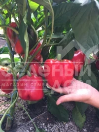 Семена сладкого перца Аристотель F1 / Aristotel F1,70-75 дней купить оптом и в розницу в Украине по выгодной цене