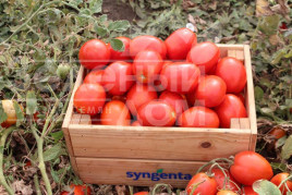 Насіння томатів Брікстон F1 / Brikston F1, 75–80 днів купити оптом і в роздріб в Україні за вигідною ціною