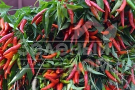 Семена горького перца Хай Флай 2 F1 / High Fly 2 F1 купить оптом и в розницу в Украине по выгодной цене