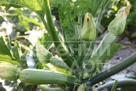 Семена кабачков Рика F1 / Rika F1 купить оптом и в розницу в Украине по выгодной цене