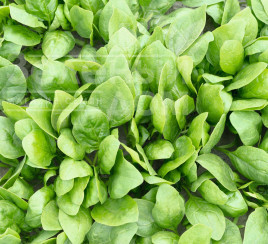 Насіння шпинату Рембрандт F1 / Rembrandt F1,58 днів купити оптом і в роздріб в Україні за вигідною ціною