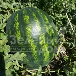 Семена арбуза Бонта F1 / Bonta F1, 60-65 дней купить оптом и в розницу в Украине по выгодной цене
