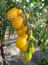 Насіння томатів Перун / Perun купити оптом і в роздріб в Україні за вигідною ціною