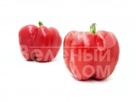 Семена сладкого перца Диагорас F1 / Diahoras F1 купить оптом и в розницу в Украине по выгодной цене