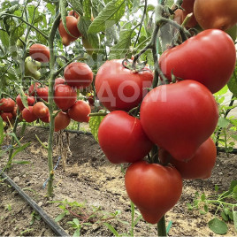 Насіння томатів Пеконет F1 / Pekonet F1,53-55 днів купити оптом і в роздріб в Україні за вигідною ціною