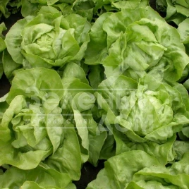 Семена салата Меркурион / Merkurion купить оптом и в розницу в Украине по выгодной цене