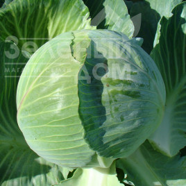 Насіння капусти білокачанної Каунт F1 / Count F1,140 днів купити оптом і в роздріб в Україні за вигідною ціною