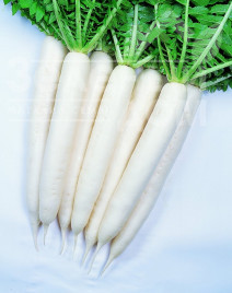 Редька Епріл Крос F1 / April Kross F1, 60-65 днів купити оптом і в роздріб в Україні за вигідною ціною