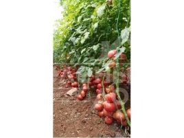 Семена томатов Барбара F1 / Barbara F1 купить оптом и в розницу в Украине по выгодной цене