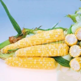 Семена кукурузы Онтарио F1 / Ontario F1,80-82 дней купить оптом и в розницу в Украине по выгодной цене