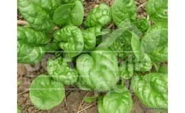 Семена шпината Монорес / Monores,30-40 дней купить оптом и в розницу в Украине по выгодной цене