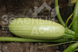 Насіння кабачків Асма F1 / Asma F1,40-45 днів купити оптом і в роздріб в Україні за вигідною ціною