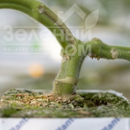 Підщепа Сузука F1 / Suzuka F1 купити оптом і в роздріб в Україні за вигідною ціною