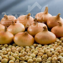 Цибуля ріпчаста Штутгартер / Shtutharter, 110–120 днів купити оптом і в роздріб в Україні за вигідною ціною