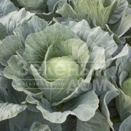 Семена капусты белокочанной Каббис F1 / Kabbis F1,85-95 дней купить оптом и в розницу в Украине по выгодной цене