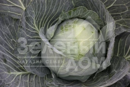 Семена капусты белокочанной Артек F1 / Artek F1,80-85 дней купить оптом и в розницу в Украине по выгодной цене