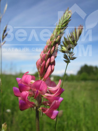 Сидерати Еспарцет / Espartset купити оптом і в роздріб в Україні за вигідною ціною