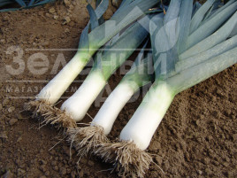 Цибуля порей Тітус / Titus,155-165 днів купити оптом і в роздріб в Україні за вигідною ціною