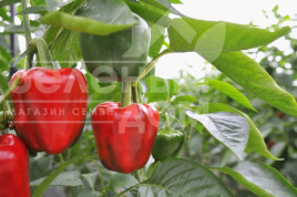 Насіння солодкого перцю Ред Вондер F1 / Red Wonder F1,60-70 днів купити оптом і в роздріб в Україні за вигідною ціною