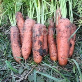 Семена моркови Нью Курода / New Kuroda, 85-95 дней купить оптом и в розницу в Украине по выгодной цене