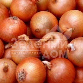 Лук репчатый Медуза F1 / Medusa F1,110 дней купить оптом и в розницу в Украине по выгодной цене