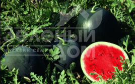 Насіння кавуна Ред Стар F1 / Red Star F1,60-65 днів купити оптом і в роздріб в Україні за вигідною ціною