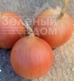 Цибуля ріпчаста Кейс F1 / Keys F1, 250 днів купити оптом і в роздріб в Україні за вигідною ціною