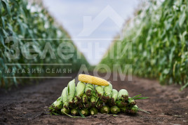 Насіння кукурудзи Світстар F1 / Sweetstar F1,73 дні купити оптом і в роздріб в Україні за вигідною ціною