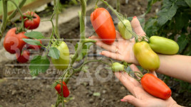 Насіння томатів Хайпіл 108 F1 / Hypeel 108 F1, 63 - 68 днів купити оптом і в роздріб в Україні за вигідною ціною