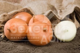 Лук репчатый Сафран F1 / Safrane F1,110 дней купить оптом и в розницу в Украине по выгодной цене