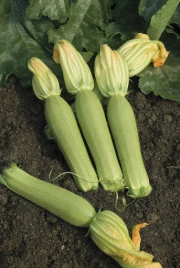 Семена кабачков Невира F1 / Nevira F1,42-45 дней купить оптом и в розницу в Украине по выгодной цене