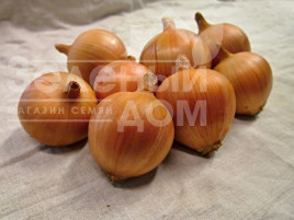 Цибуля ріпчаста Амфора Голд F1 / Amfora Gold F1,135-140 днів купити оптом і в роздріб в Україні за вигідною ціною