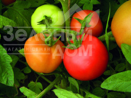 Насіння томатів Санька / Sanka купити оптом і в роздріб в Україні за вигідною ціною