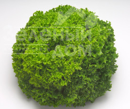 Насіння салату Левістро / Levistro купити оптом і в роздріб в Україні за вигідною ціною