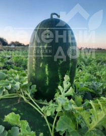 Насіння кавуна Віллінг F1 / Villing F1, 70 днів купити оптом і в роздріб в Україні за вигідною ціною
