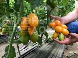 Насіння томату ТС 02-0477 F1 / TS 02-0477 F1 купити оптом і в роздріб в Україні за вигідною ціною