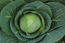 Насіння капусти білокачанної Рітмо F1 / Ritmo F1,120-125 днів купити оптом і в роздріб в Україні за вигідною ціною