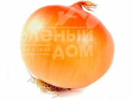 Цибуля ріпчаста Еталон Гранд F1 / Etalon Grand F1.110-115 днів купити оптом і в роздріб в Україні за вигідною ціною