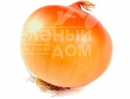 Насіння цибулі ріпчастої Еталон Гранд F1 / Etalon Grand F1.110-115 днів купити оптом і в роздріб в Україні за вигідною ціною