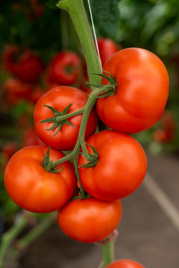 Насіння томатів Анненфелд F1 / Annenfeld F1 купити оптом і в роздріб в Україні за вигідною ціною