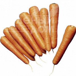 Насіння моркви Нантес Скарлет / Nantes Skarlet,70-80 днів купити оптом і в роздріб в Україні за вигідною ціною