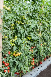 Насіння томатів Томоко F1 / Tomoko F1,70-75 днів купити оптом і в роздріб в Україні за вигідною ціною