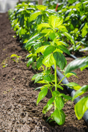 Базилік Кіра / Kira купити оптом і в роздріб в Україні за вигідною ціною