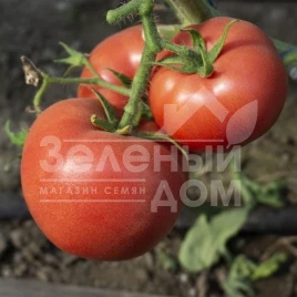Семена томатов Панамера F1 / Panamera F1,60-62 дня купить оптом и в розницу в Украине по выгодной цене