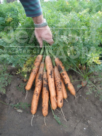 Насіння моркви Аніна / Anina,110-120 днів купити оптом і в роздріб в Україні за вигідною ціною