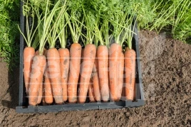 Семена моркови Ниагара F1 / Niagara F1,100 дней купить оптом и в розницу в Украине по выгодной цене